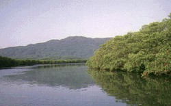 Мангровые леса на реке Накама на острове Ириомоте